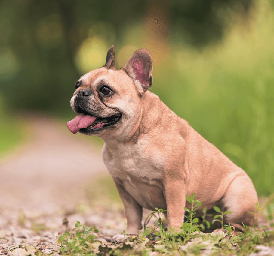 Common French Bulldog Food Allergies