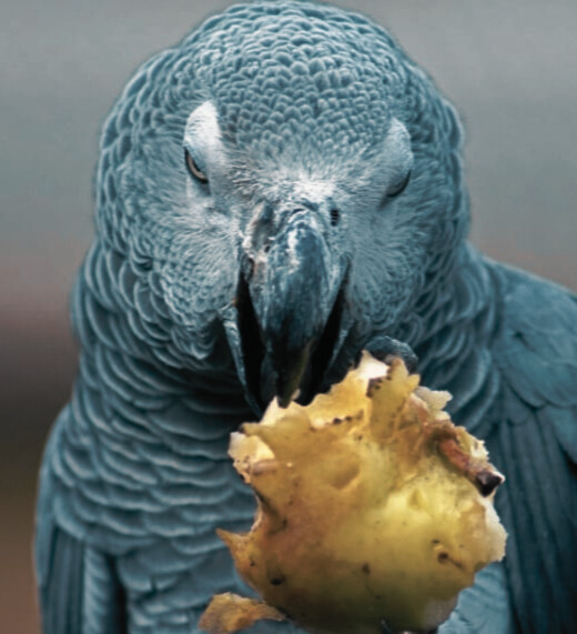 African Grey Beak food