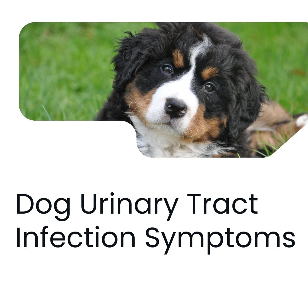 Dog Urinary Tract Infection Symptoms