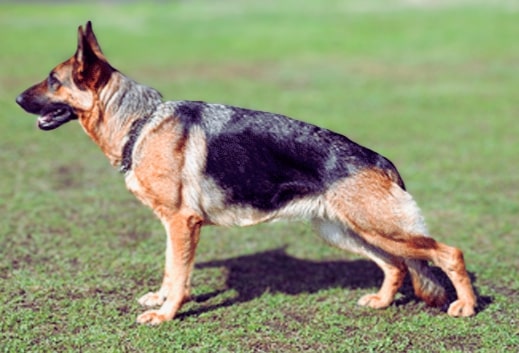 german shepherd hip dysplasia