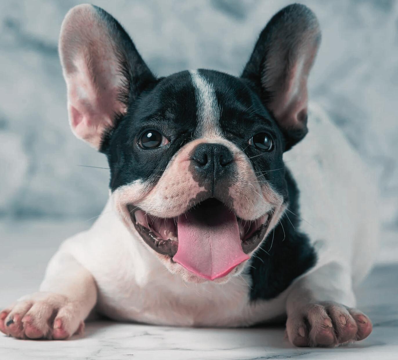 How to Take Care of a Frenchie Puppy