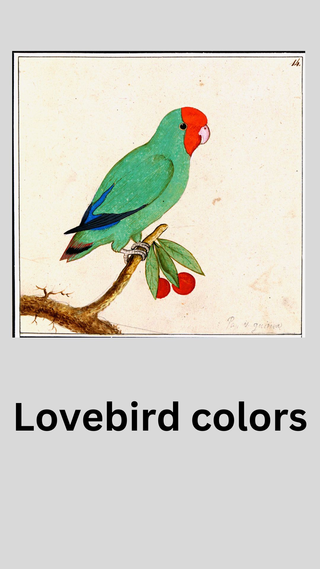 Lovebird colors