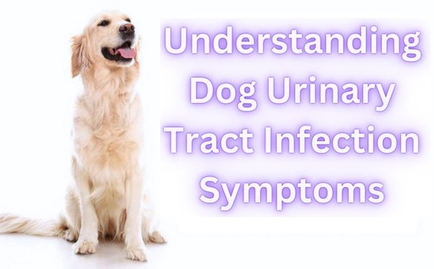  Dog Urinary Tract Infection Symptoms