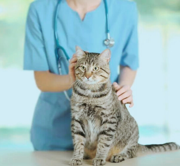Understanding the Benefits of Pet Health Insurance for Cats