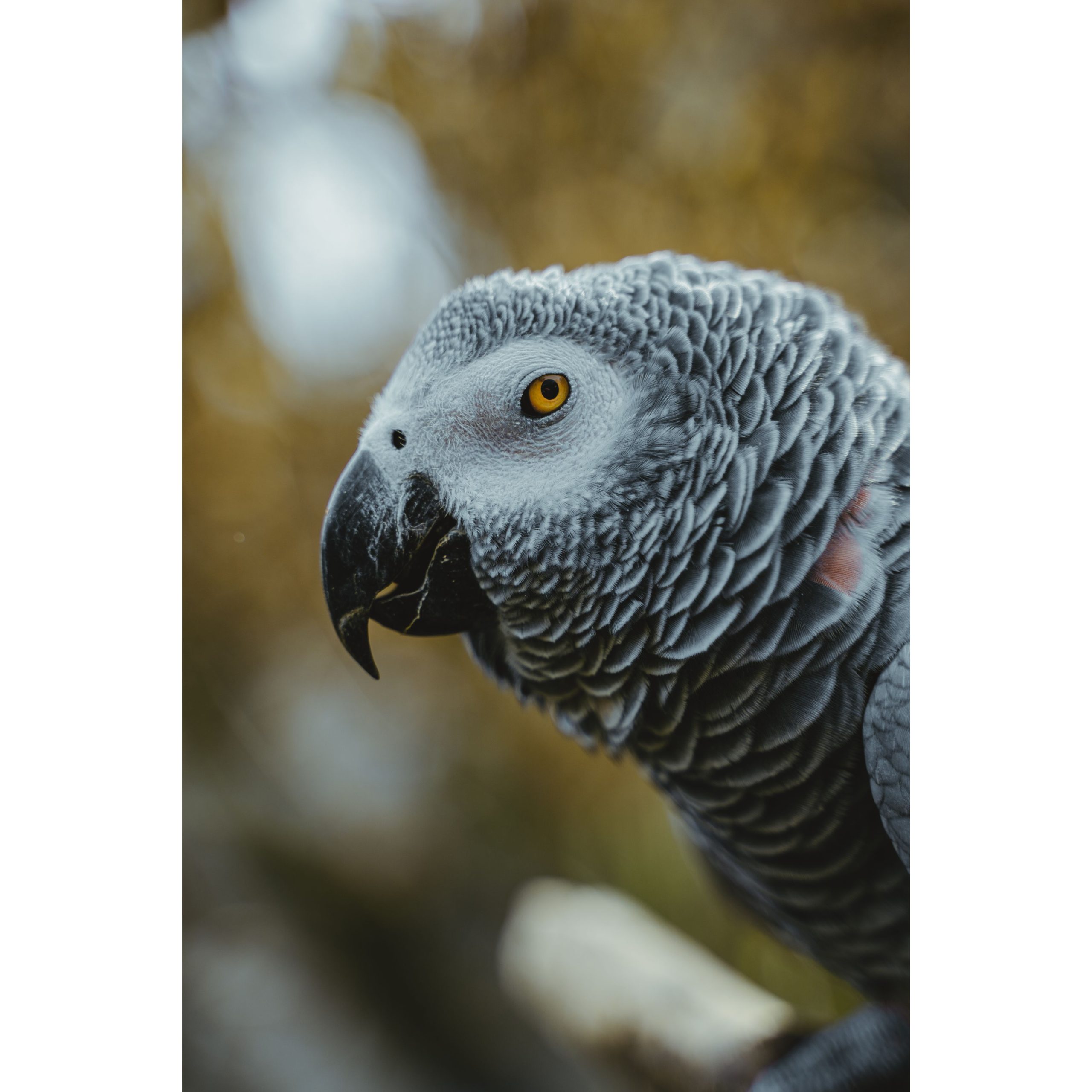 african grey beak colors 