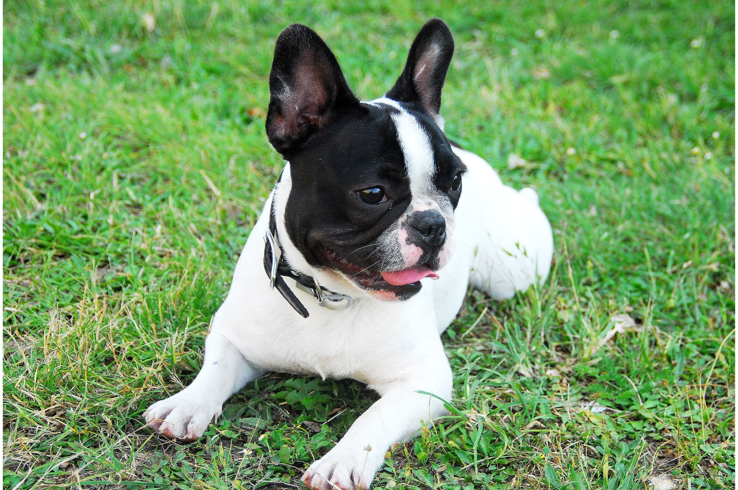 Take Care of a Frenchie Puppy