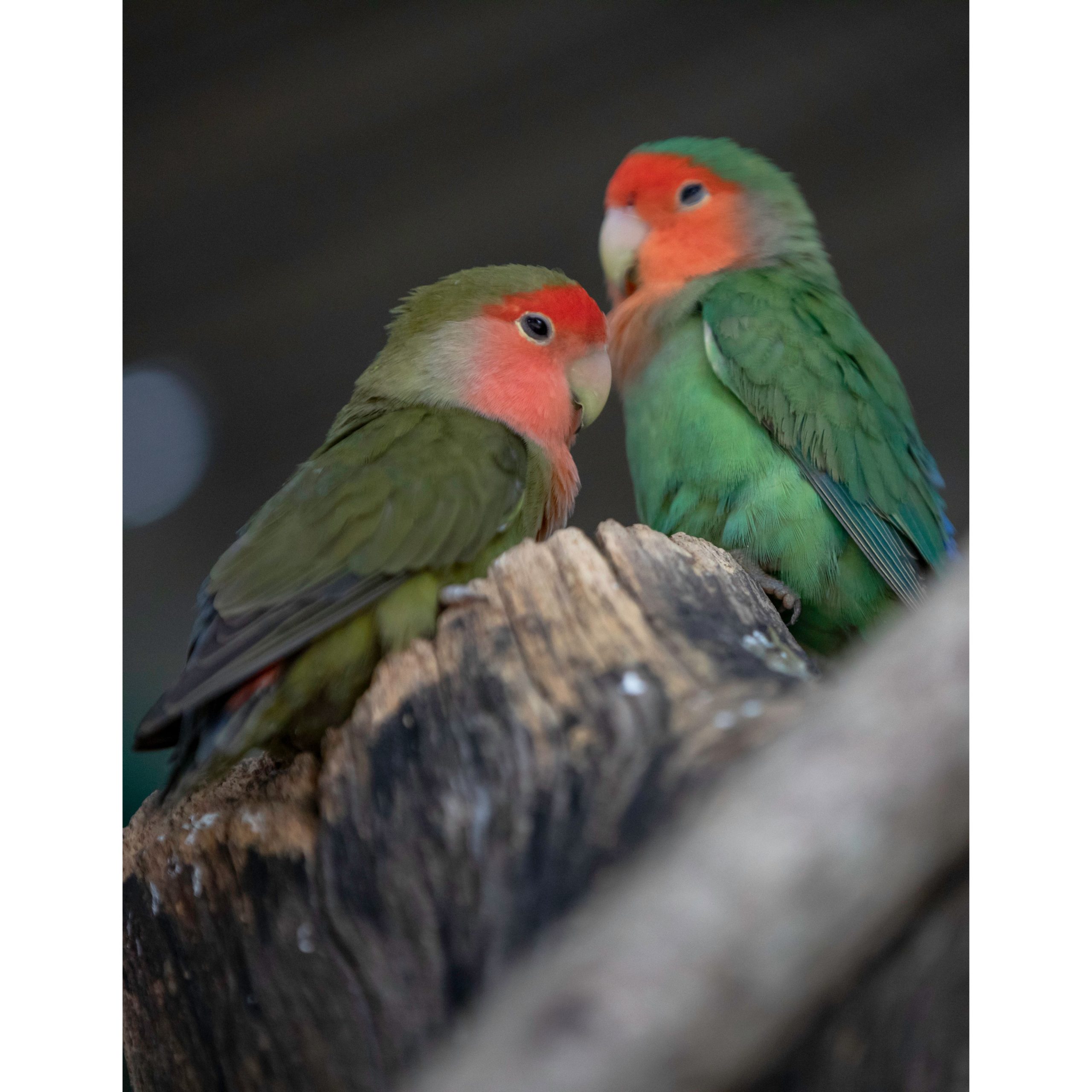 Lovebird colors 