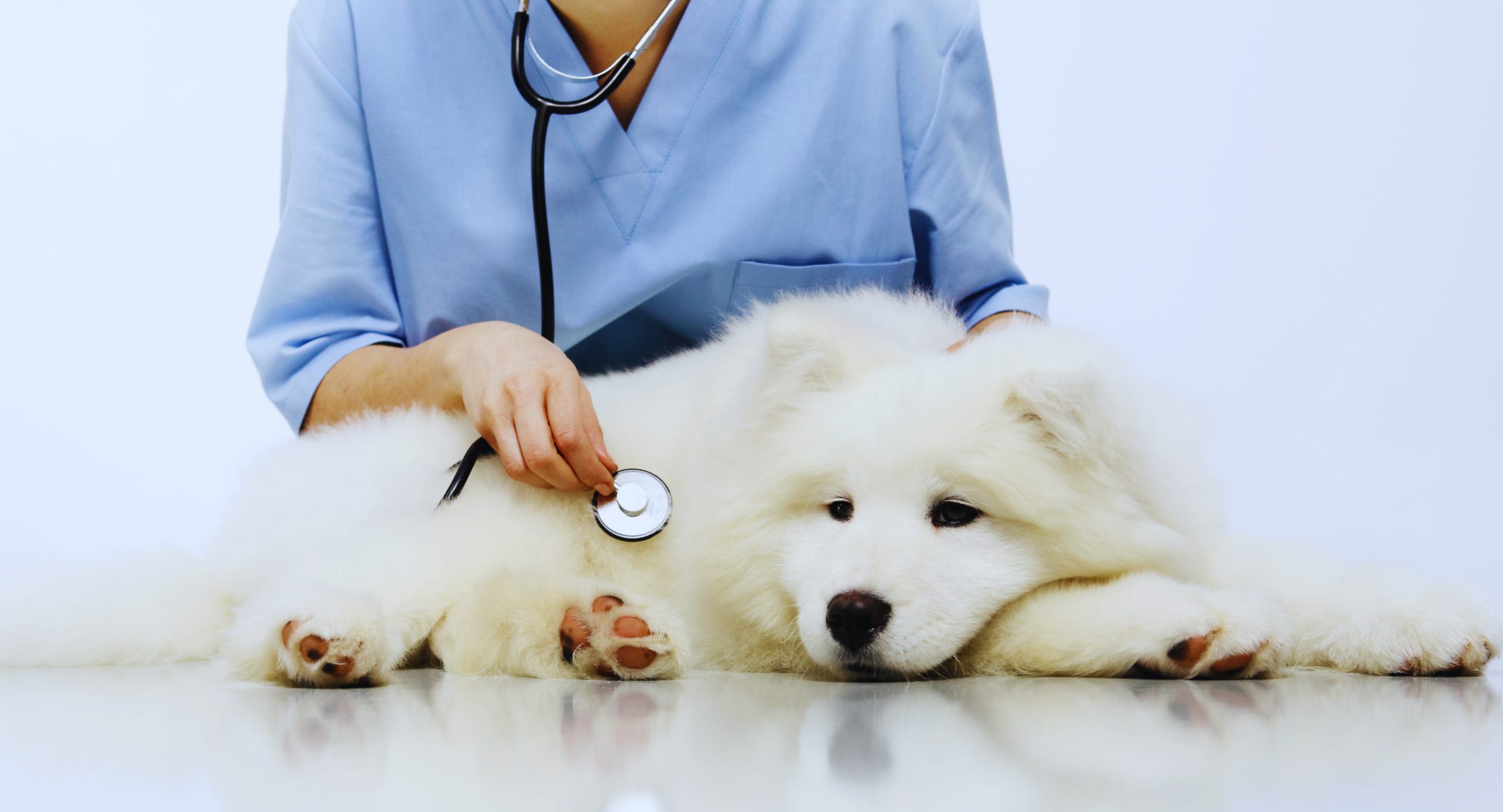 of Bladder Infections in Dogs