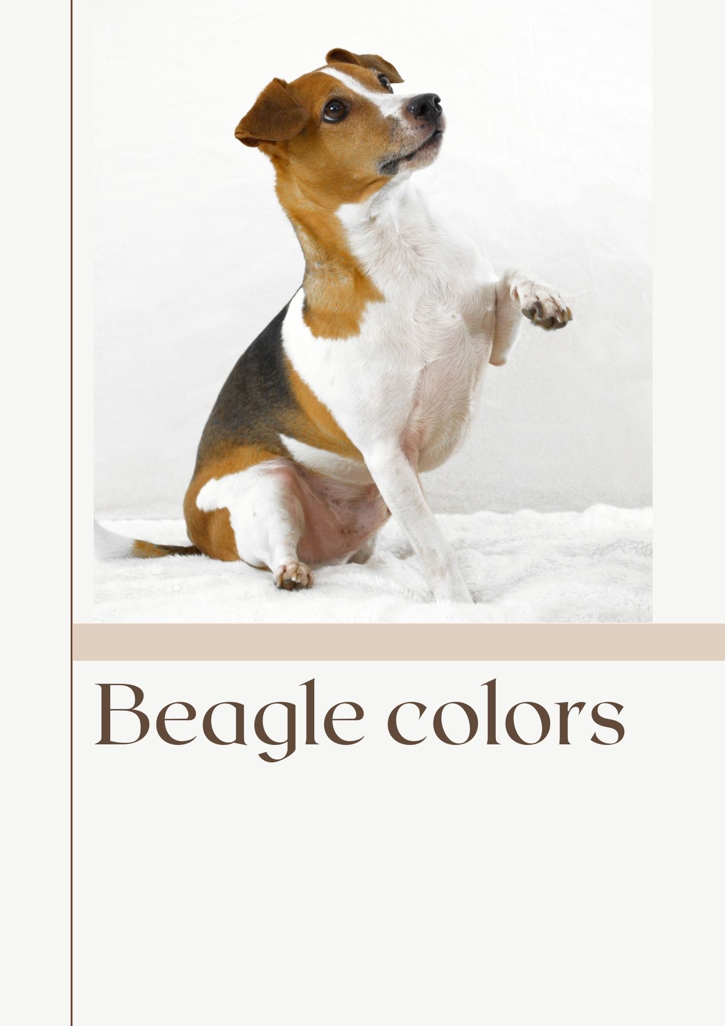 Beagle Colors