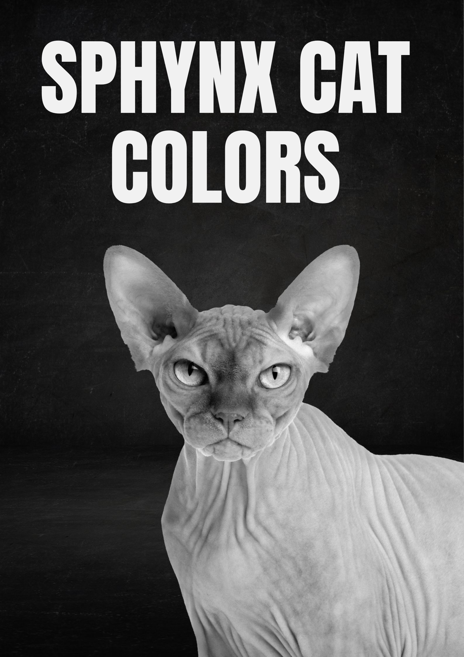 Sphynx Cat Colors