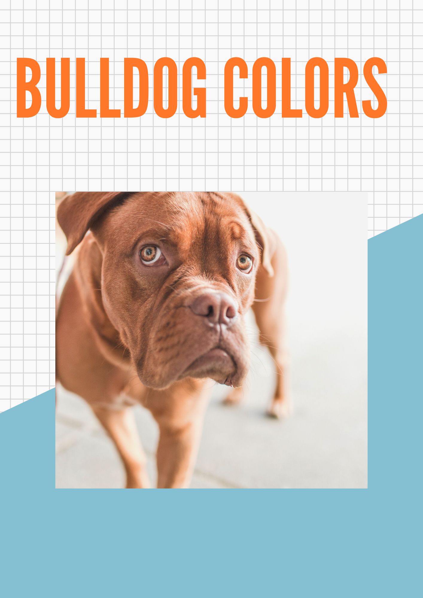 Bulldog colors