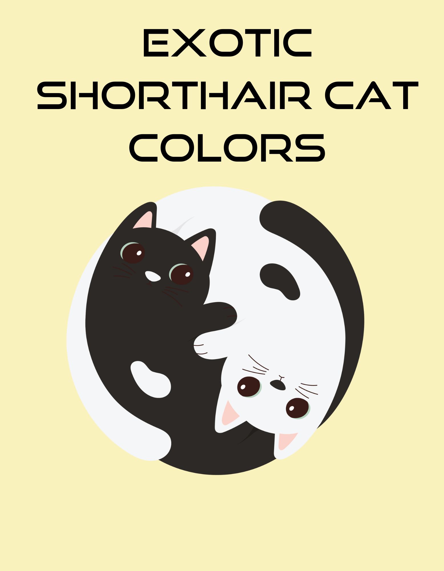 Exotic Shorthair Cat Colors