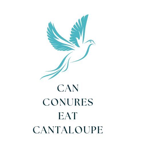 Can Conures Eat Cantaloupe