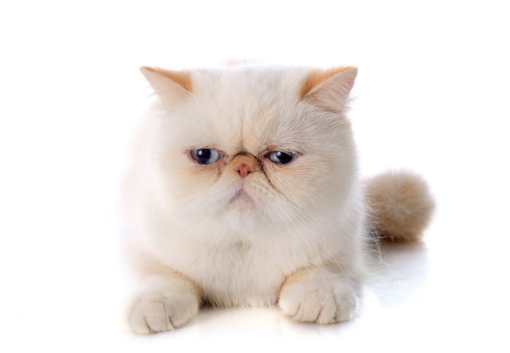 Exotic Shorthair Cat Colors: