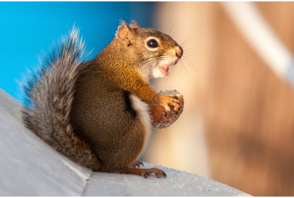 Can Squirrels Eat French Fries