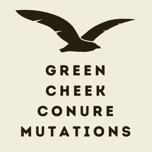 Green Cheek Conure Mutations