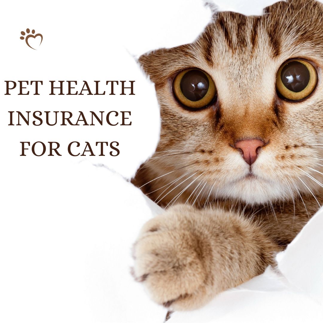 Pet Health Insurance for Cats
