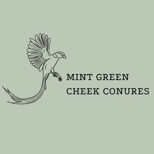 Mint Green Cheek Conures