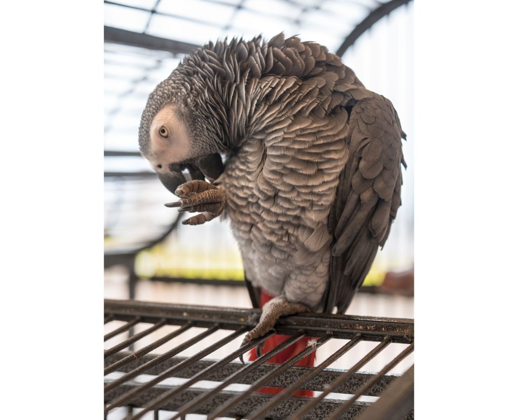 African Grey Parrot Breeders in USA