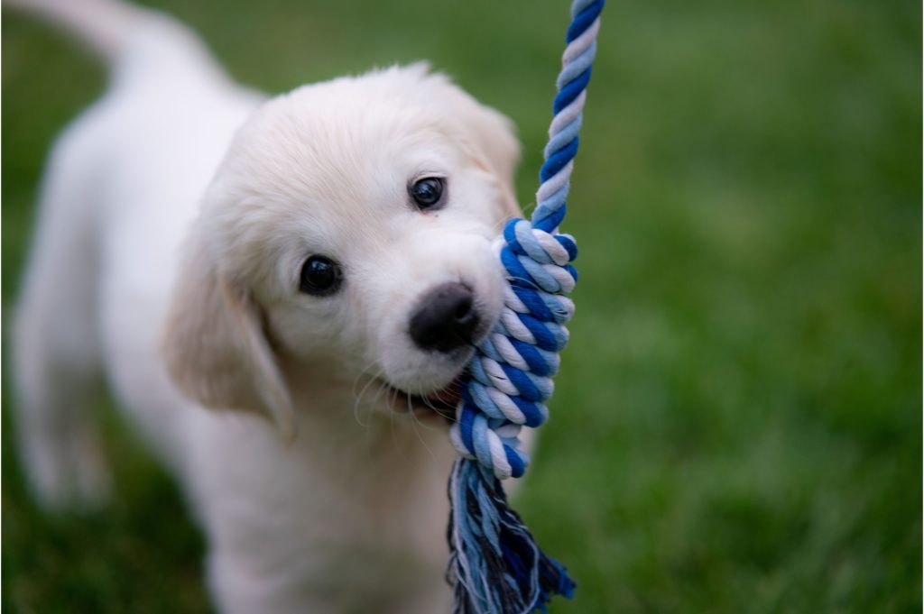 best health insurance for puppies