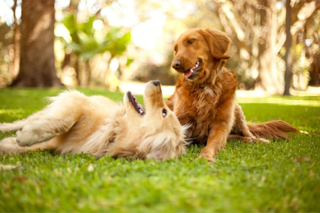 Pet Health Insurance for Dogs