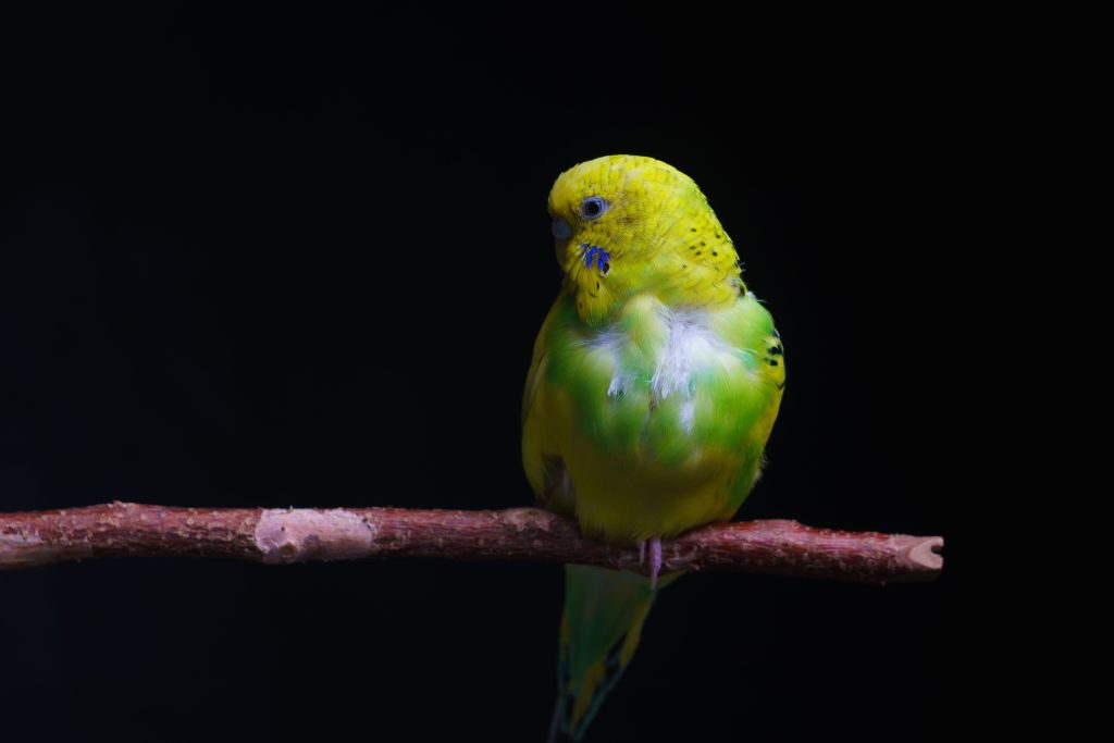 budgie died with eyes open