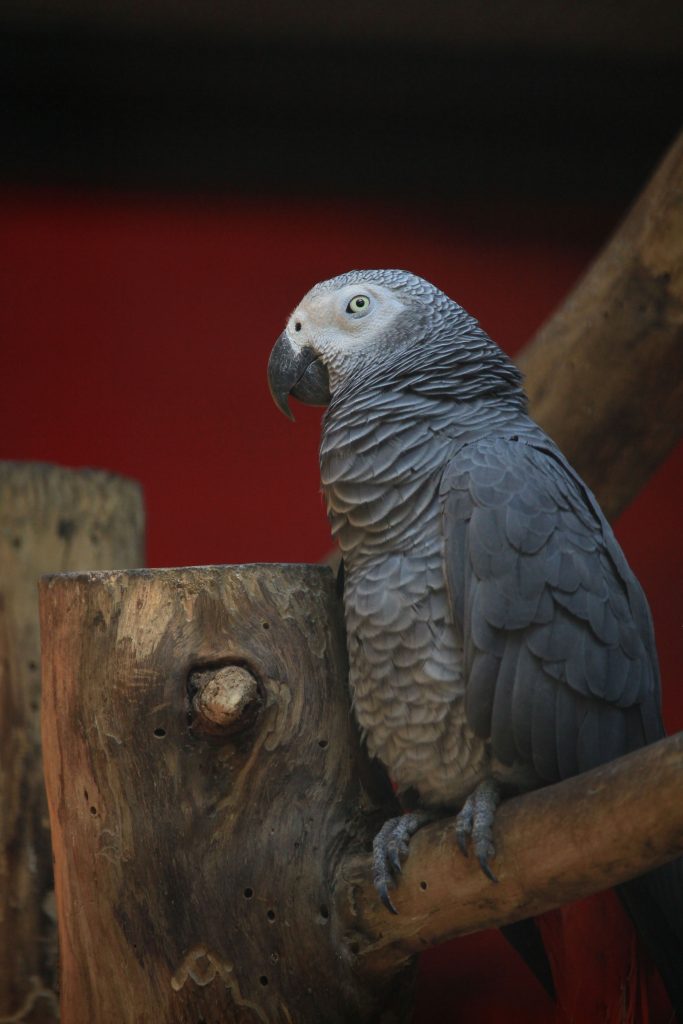 African Grey Parrot Breeders