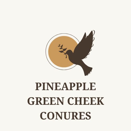 Pineapple Green Cheek Conures